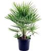 AMDGarden Chamaerops Humilis Palma Nana in Vaso 24 cm, Pianta per Esterni, Foglie Verde Brillante, Resistente alla Siccità, Origine Mediterranea
