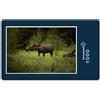 hansepuzzle 16695 - Puzzle "Moose in the wild", 1000 pezzi, mondo animale, 60,0 x 46,0 cm con custodia di alta qualità, scatola e sacchetto di cartone