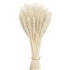 Niooce 100 pezzi Spighe di grano essiccate naturali di grano essiccato, per accessori bouquet, decorazioni per la casa o per feste 40 cm,bianco