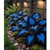 OITHRFGUY Raro Hosta, Perenne, Di facile manutenzione - Un perfetto accento decorativo per spazi abitativi e davanzali-8bulbi-D