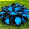 OITHRFGUY Raro Hosta, Perenne, Di facile manutenzione - Un perfetto accento decorativo per spazi abitativi e davanzali-10bulbi-B