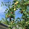 Generic giuggiolo - a crescita biologici balcone esotico a prova d'inverno interno per zone soleggiate giardino roccioso con 55semi