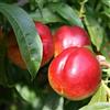 le Georgiche Vivai le Georgiche - Pianta vera di Nettarina Fantasia Prunus persica var. nucipersica Pesco Noce - vaso Ø 20 cm - altezza alla vendita 140-160 cm