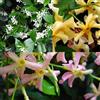 ClematisOnline Gelsomino Stellato - Confezione da 3: Rosa, Giallo e Bianco - piante rampicanti resistenti - 3 vasi da 1,5 litri - Può essere utilizzato per creare una siepe
