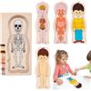 Générique Puzzle di Parti del Corpo in Legno,Puzzle di Legno del Corpo Umano | Puzzle educativi sul corpo dell'anatomia umana per l