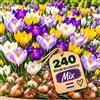 IRONO Bulbi Crocus Olandesi - 240 Bulbi Fiori Perenni da Esterno | Mix Crocus Piante Non Fiori Artificiali - Per Giardino, Balcone, Vaso, Fioriera, Aiuola, Terrazzo e Grandi Vasi