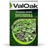 Valoak Semi Dichondra Repens per Prato 1 lb | Prato decorativo, fogliame verde e morbido, adatta a zone ombreggiate, tolleranza al caldo, copertura del terreno