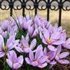 Florium Zafferano Crocus sativus - 50 bulbi di croco perenni | Bulbi grandi dall'Olanda, fioritura autunnale, da raccogliere, per giardino, aiuola, balcone e vaso, amici delle api