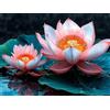 Saweefog Diamond Painting Fiori di loto rosa Diamond Painting Kit Completo, 5D Pittura Diamante per Adulti Bambini, DIY Quadri con Perline Disegni con Diamantini, per Natale Casa Decorazione 20x30cm P-1467