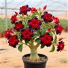 KVHSVB Rosa del deserto per idee di design eleganti e moderne-1cipolla-V