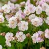Bloomique - Set di 3 - Geranium × cantabrigiense 'Biokovo' - Geranio - Fiori bianco-rosa - Resistente al freddo - Altezza 10-20 cm - Vaso 9x9 cm