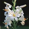 Kapiteyn 1 Bulbo di Lilium Candidum Kapiteyn Giglio Candido di Sant'Antonio