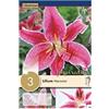 Kapiteyn 3 Bulbi di Lilium Merostar Lilium Orientale Rosa