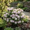 Bloomique - Rhododendron Bloombux Pink - Rododendro nano - Piante da giardino - Resistenti all'inverno - Sempreverdi - Altezza 30-40 cm - Vaso 17 cm