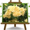 EURO PLANTS VIVAI Rosa Rampicante Banksiae Yellow | Vaso 18 cm Altezza 60-70 cm