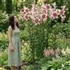 Florium Bulbi di gigli ad albero giganti 3 pezzi Altari, rosa, rustici e perenni | Giglio ad albero, varietà Altari, bulbi grandi, perenni, dall'Olanda, per giardino e aiuola, fioritura giugno-agosto
