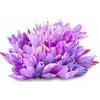 Floriana-Bulbose 100 Bulbi di CROCO DA ZAFFERANO (Crocus sativus) circonferenza 10/+ cm DISPONIBILITA' IMMEDIATA