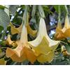 Portal Cool Brugmansia Aurea | Arancione Glory | Tromba | 20_Seeds