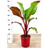 POWERS TO FLOWERS - OFFERTA ULTIMI 10 PEZZI!! BANANO MAURELII, PIANTA DEL BANANO ROSSO, VASO 20CM, pianta vera