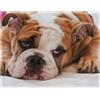 Yisumei - Coperta in pile morbido - Bulldog inglese, gettare adatto per divano o letto, Cotone, Color1, 125 x 150 cm