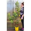 POWERS TO FLOWERS - MIMOSA DA GIARDINO VARIETA' GAULOIS altezza 180cm, OFFERTA ULTIMI 30 PEZZI !!!!! pianta vera