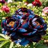 UIYERWC Peonia - Resistenti Perenne, Decorazione naturale per il giardino, Facile da curare, Ideale per giardini all'aperto-2Rizomi-C