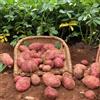 Generic patate facile coltivare ufficio ornamentali adatto alla 400semi