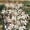 PERAGA GARDEN 1 PIANTA DI GAURA LINDHEIMERII GAUDI WHITE VASO 17CM Perenni