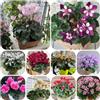 Generic ciclamino selvatici facile mantenere giardino roccioso pluriennale 90semi