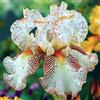 UVJGNDF Naturale Iris, Perenne, Resistente - Giardini e Balconi, Adatto per uso interno ed esterno-8bulbi-C