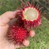 Generic albero di rambutan - rambutan da appartamento per luoghi soleggiati da colonnari spalliera Acquista biologici 15semi