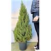 POWERS TO FLOWERS - ALBERO DI NATALE CON RADICI, PINO NATALIZIO, ABETE NATALIZIO, ALTEZZA 120CM, VASO 24CM diametro, OFFERTA ULTIMI PEZZI!! piante vere