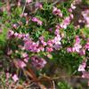 le Georgiche Vivai le Georgiche - Pianta vera di Boronia crenulata - vaso Ø 13 cm - altezza alla vendita 15-20 cm