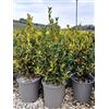 Vivaio di Castelletto Evonimo Euonymus japonicus Livornese pianta in vaso ø18 cm Vivaio di Castelletto