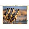 CALVENDO Puzzle Attenti Osservatori | 2000 pezzi dimensioni 90x67cm Foto-Puzzle per ore liete