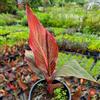 Generic rizoma di canna - autunnali, resistenti, rari a primaverile resistenti in vaso giardino e balcone per zone soleggiate 3bulbi