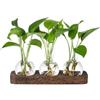Plookyoe Stazioni di Propagazione delle Piante Stazione di Vasi di Vetro Terrario di Piante retrò con Vassoio nel Legno Bulbo Vaso di Fiori Decorazioni per L'Home Office