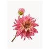 Silk-ka Set di 2 fiori artificiali Dahlia - Rosa