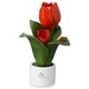 Gli Alberelli Pianta Natura con 2 fiori di tulipano alta 16 cm