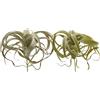 EDG Enzo De Gasperi Tillandsia artificiale West alta 27 cm