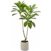 EDG Enzo De Gasperi Camelia artificiale Carinata con vaso bianco alta 160 cm