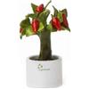 Gli Alberelli Alberello Allegro di peperoncino in ceramica alto 11 cm