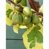 Vivaio Garden Forest Kiwi Arguta Hokey Pokey Variegato Autofertile | Mini Kiwi, Hardy Kiwi, Vaso L 15cm H 110cm, Frutti Dolci e Commestibili, Resistente al Freddo