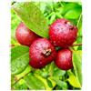 Generico Vivaio Garden Forest Guava Rossa Pianta da Frutto Tropicale in Vaso | Psidium cattleianum sabine, Frutti Rosso Scuro dal Sapore di Fragola, Ricchi di Vitamina C