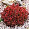 le Georgiche Vivai le Georgiche - Pianta vera di Berberis thunbergii Lutin Rouge Crespino giapponese 'Lutin Rouge' - vaso Ø 18 cm - altezza alla vendita 15-20 cm