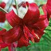 VIRIDIMANIA Bulbi di LILIUM (GIGLI) | Bulbi provenienti dai migliori produttori Olandesi | Esclusiva selezione e controllo qualità | Fioritura garantita. (1 Lilium Lancifolium Tigrinum RED)