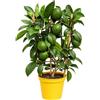 Febo Garden Limone Meyer Citrus Meyeri Vaso 14 cm H50 cm pianta di limone